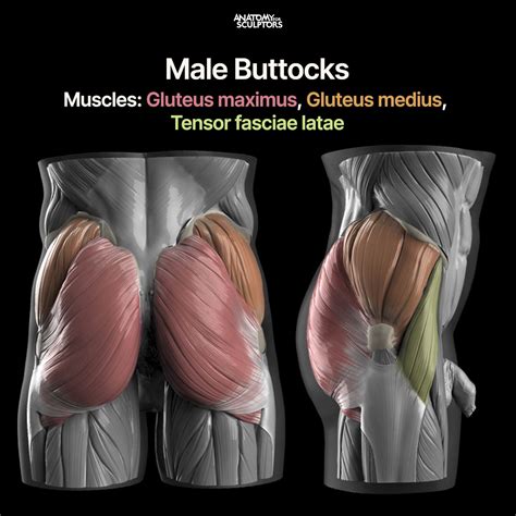 man ass muscle|The Complete Guide to Your Butt Muscles .